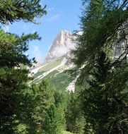 view of the Dolomites through the green trees