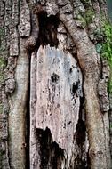 Old colorful wood with green moss