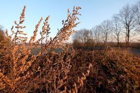 dry nature before winter, niederrhein