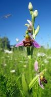 orchid on a green meadow