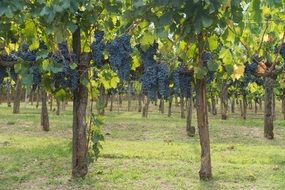 bunches of black grapes on the plantation