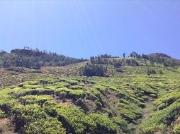 green plantation on the hill