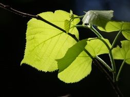 branch with bright green foliage on a dark background