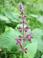 stachys slyvatica or nettle