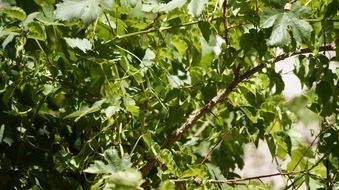 tree branches with green leaves in nature