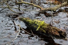 dead tree in the water