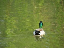green-headed duck on a pond on a sunny day