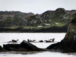 seals on a rocky shore