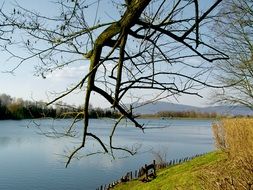 Boughs of the trees near the lake