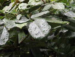 green bush in water drops