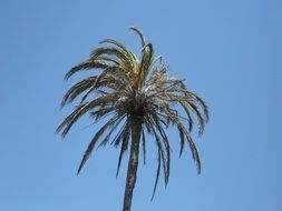 tropical palm on the Mediterranean coast