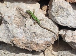 bright green lizard on a rock
