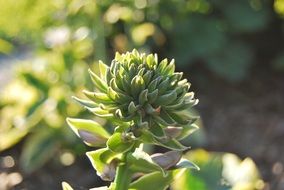 inflorescence of green plant in spring