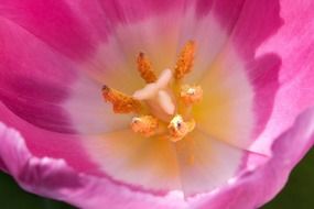 core of a tulip bud