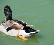 Beautiful and colorful duck bird swimming in the green water