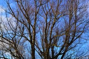 wonderful tree branches