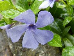 forget-me-bud