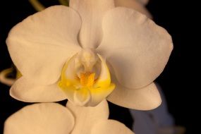 white ornamental plant orchid