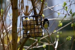little bird on the feeder with food