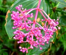 unusually beautiful pink bloom