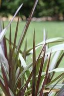 Colorful garden grass near the field