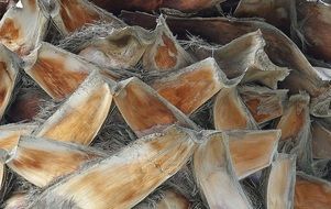 timber from bark