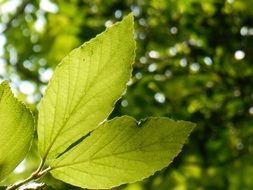 young green leaf