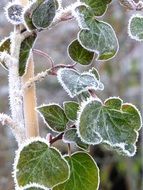 hoarfrost on a climbing plant