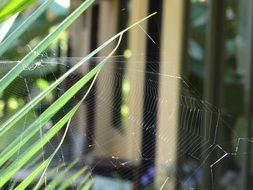spider web in costa rica