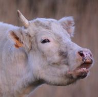 muzzle of a light cow