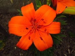bright orange lily close up