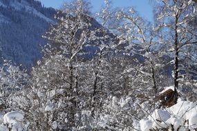 wintry snowy forest in sunny day