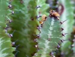 thorns on a cactus in the desert