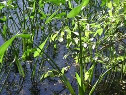 lake plants in pond scenery
