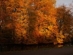 picturesque bright autumn