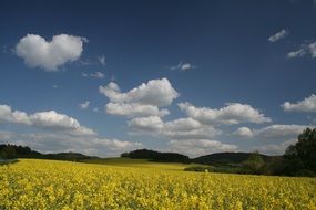 extraordinary beautiful yellow field