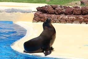 sea lion posing on sand at water in zoo