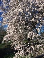 cherry branches with pink flowers