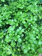 A lot of the green leaves