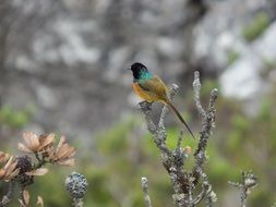 wild bird on a branch in africa