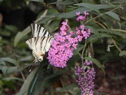 close photo of butterfly between flowers in a garden