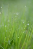 grass blade of drop water macro photo