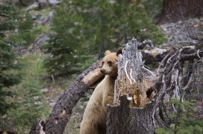 Bear in Lassen National Park