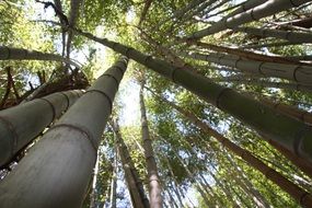 wild bamboo forest