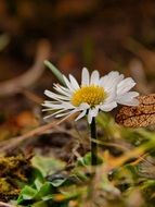 white daisy on autumn forest cover close-up on blurred background