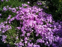 Purple flowers in spring time