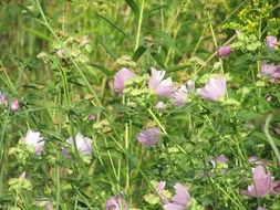 Paarsenbloemen flowers in nature