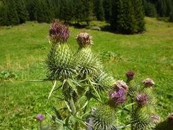 closeup view of Violet flowers on the thistle plant