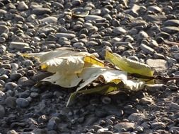 unusually beautiful leaf on stones
