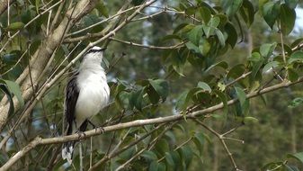 white and black bird hiding on the tree